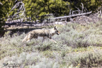Coyote Grand Teton NP May 2025